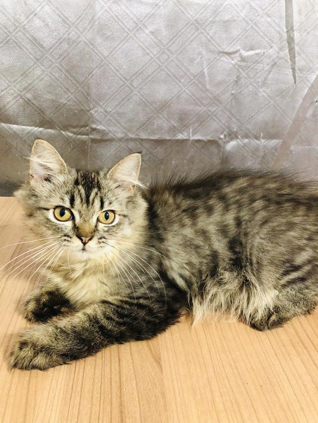 น้องแมวพันธุ์ หิมาลายันผสมชินชิล่า เพศชาย