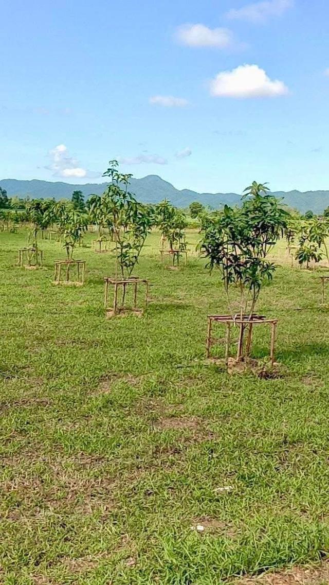หลุดจอง ที่ดินพร้อมสวนมะม่วง อ.บ้านไร่ จ.อุทัยธานี 6