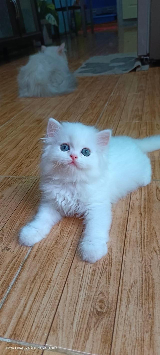 ขายแมวเปอร์เซียสีขาว น่ารักมาก