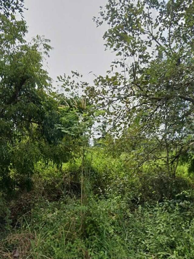 ที่ดินเปล่าสุวินทวงศ์110 หนองจอก กรุงเทพขายด่วน 6