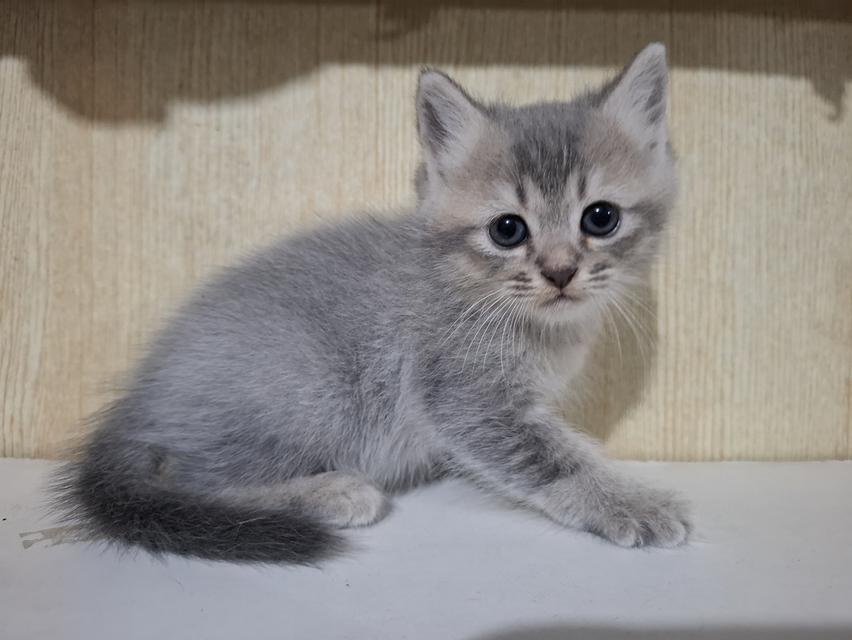 ลูกแมวเปอร์เซีย+ลูกครึ่งเปอร์เซีย รูปที่ 8