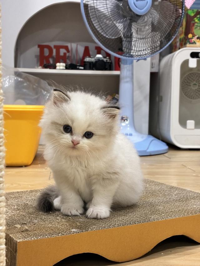 Ragdoll 2