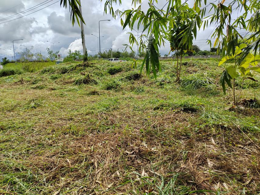 ขายที่ดินวิวสวยเชียงใหม่คันคลอง-เส้นเลี่ยงเมืองสันป่าตอง 17