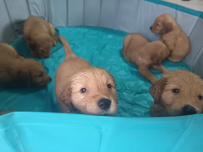 สุนัขโกลเด้นรีทรีฟเวอร์ 3