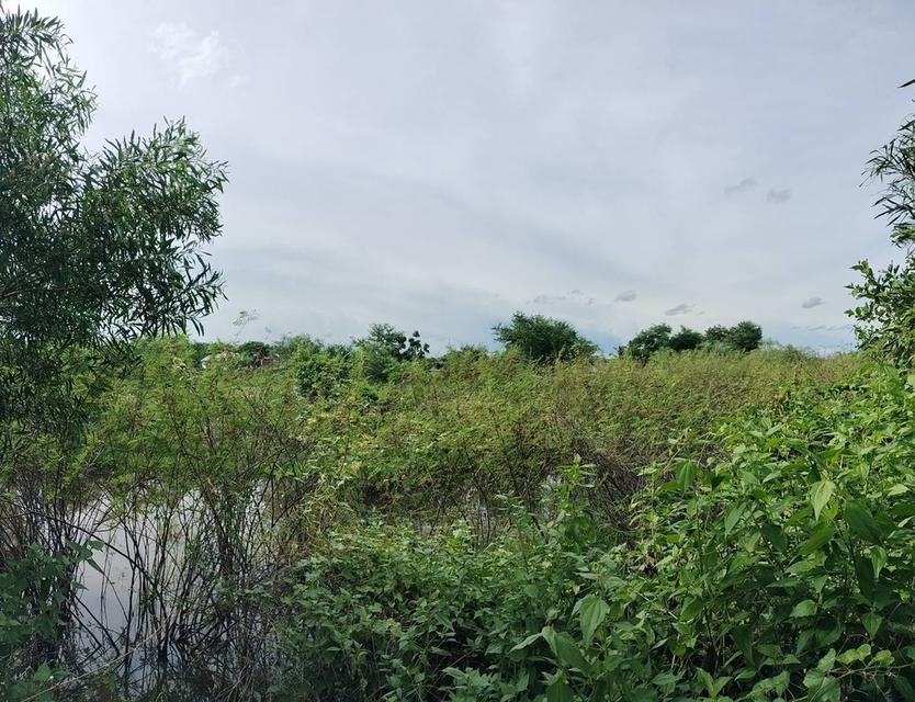 ที่ดินมหาสารคาม เนื้อที่ 6 ไร่ 2 งาน อำเภอบรบือ ราคาคุยกันก่อนได้ 2