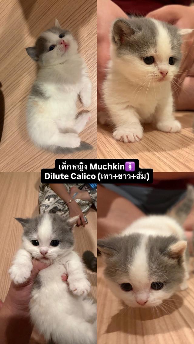 แมวMunchkinขาสั้น 3สี เด็กหญิง