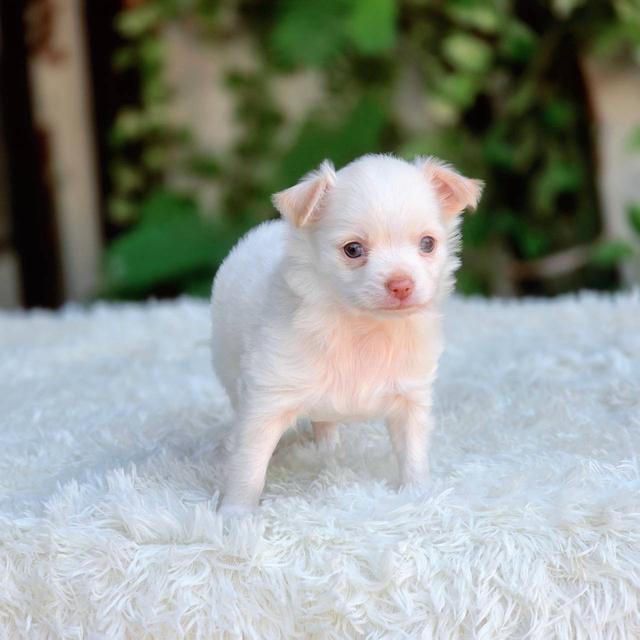 ชิวาวาแท้ ขนยาวสีขาวครีม เพศผู้ รูปที่ 6