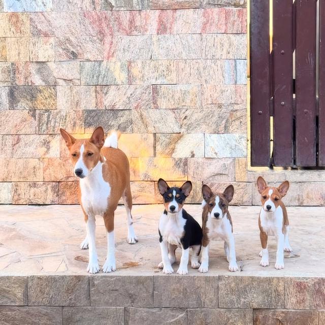 Basenji puppies WhatsApp me : ( +63 985 762 7466 )