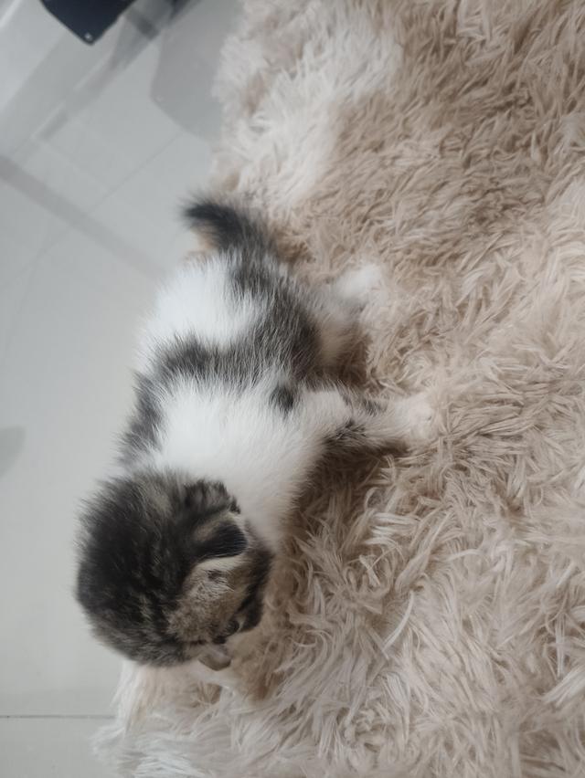 สก็อตติช หูพับ ชาย ❤️🏡 พร้อมย้ายบ้าน น้องอยู่ปทุมธานี นวนคร🏡❤️😻🏡 รูปที่ 5