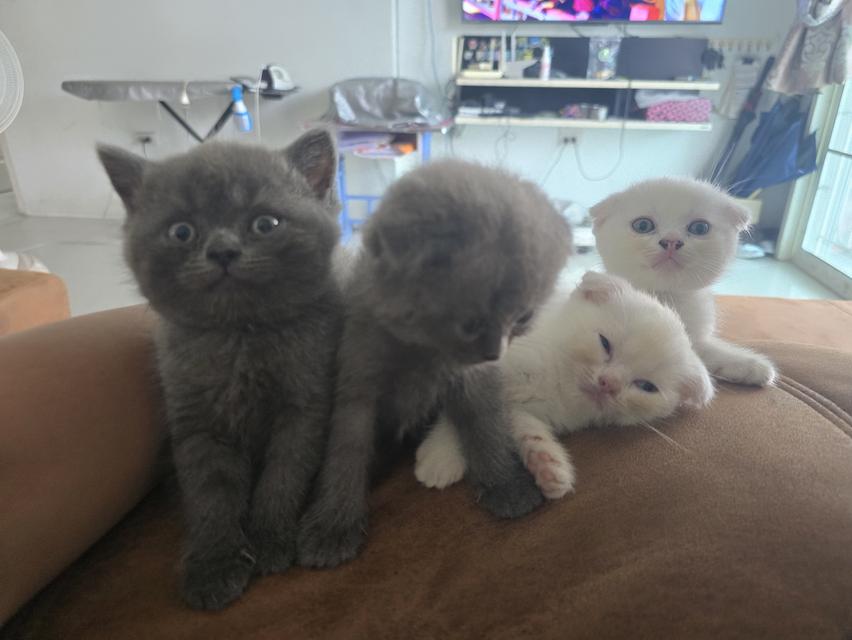น้องแมว 7