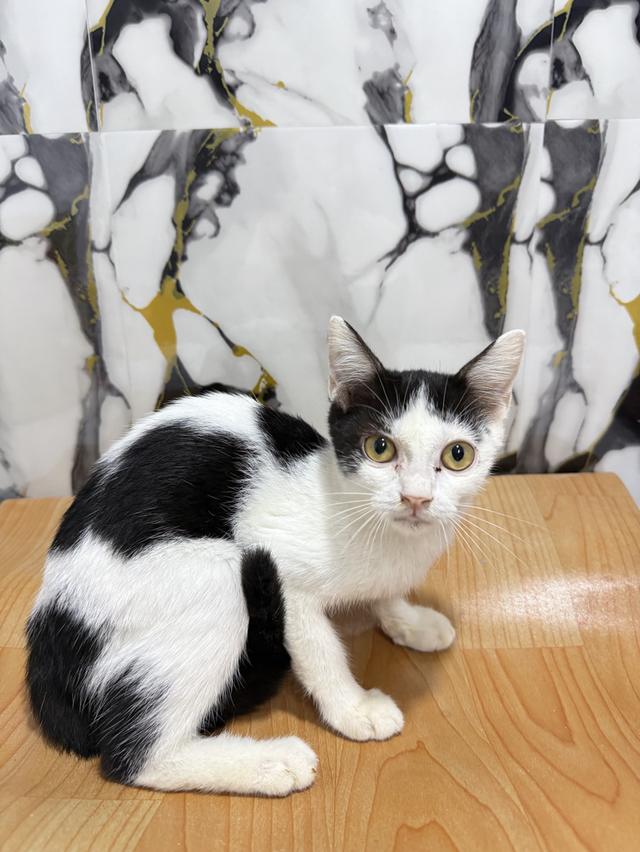 แมวพันธุ์สก๊อตติชผสมไทย