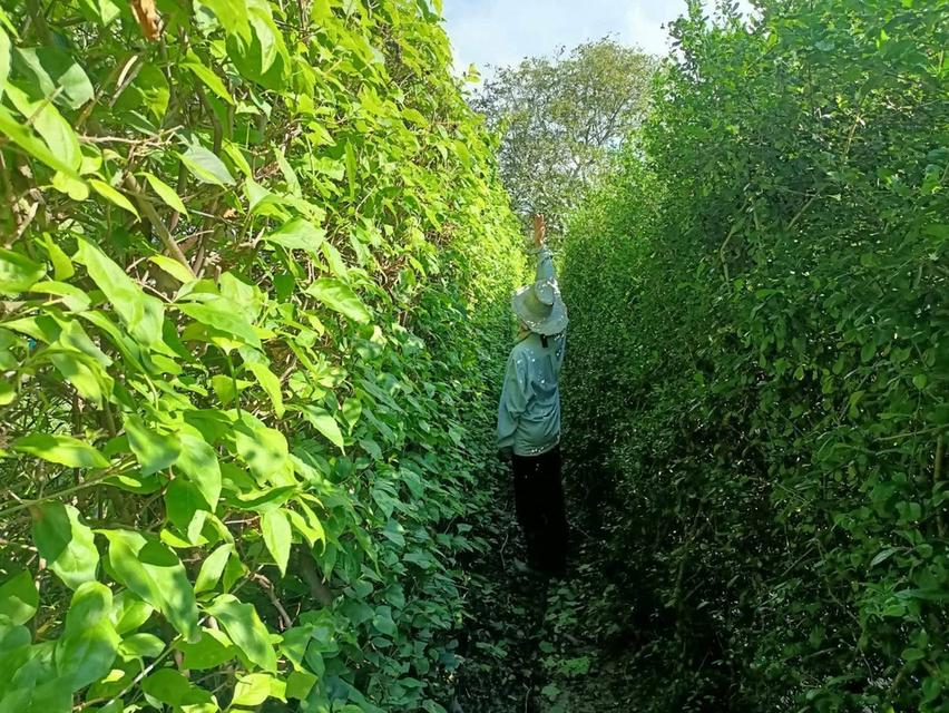 ที่ดิน จังหวัดเชียงใหม่ อำเภอแม่ออน 13