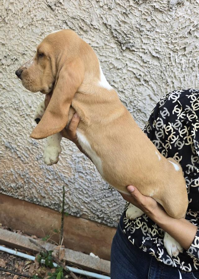 บาสเซ็ตฮาว์ดใบเพ็ดสมาคมพัฒนาพันธุ์สุนัข รูปที่ 7