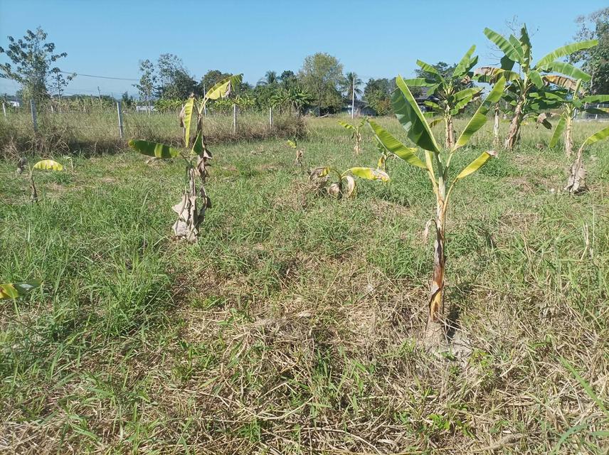 ขายที่ดิน 78ตร.ว. ต.สง่าบ้าน อ.ดอยสะเก็ด จ.เชียงใหม่ 9