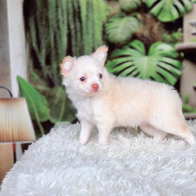 ชิวาวาแท้ เพศผู้ ขนยาว รูปที่ 4