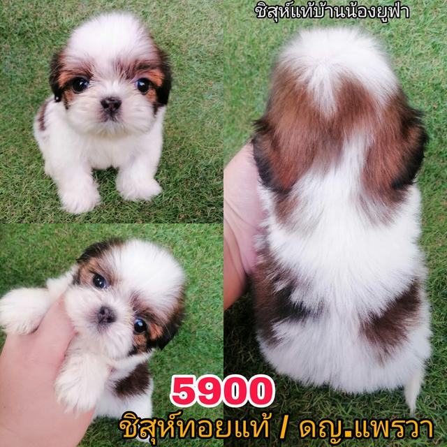 ชิสุห์เเท้ ฟอร์มดี เกรดสวย