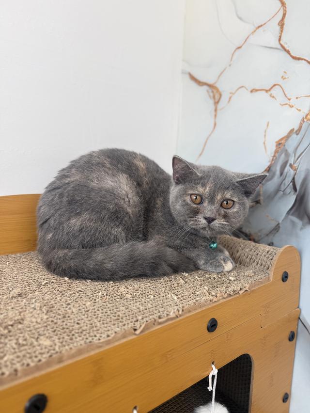 ลูกแมวบริติชช็อตแฮร์