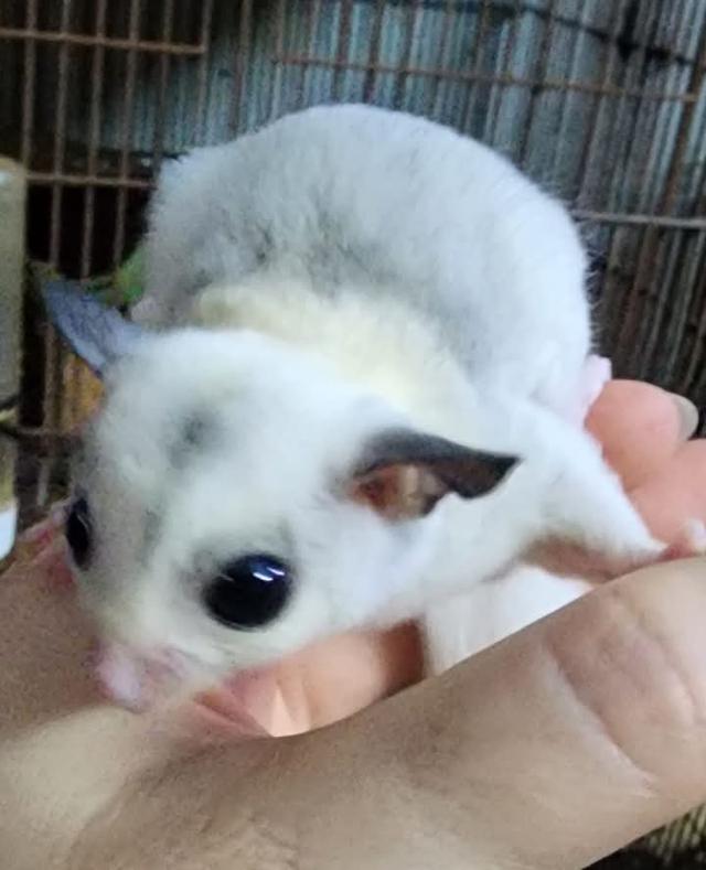 Sugar Glider วัย 3 เดือน 3