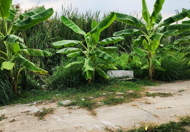 ขายที่ดิน ซอยวัดลาดปลาดุก ถนนกาญจนาภิเษก ตำบลพิมลราช อำเภอบางบัวทอง นนทบุรี 2