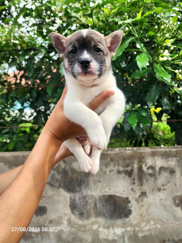 เฟรนช์บูลด็อกผสมบูลลี่ รูปที่ 5