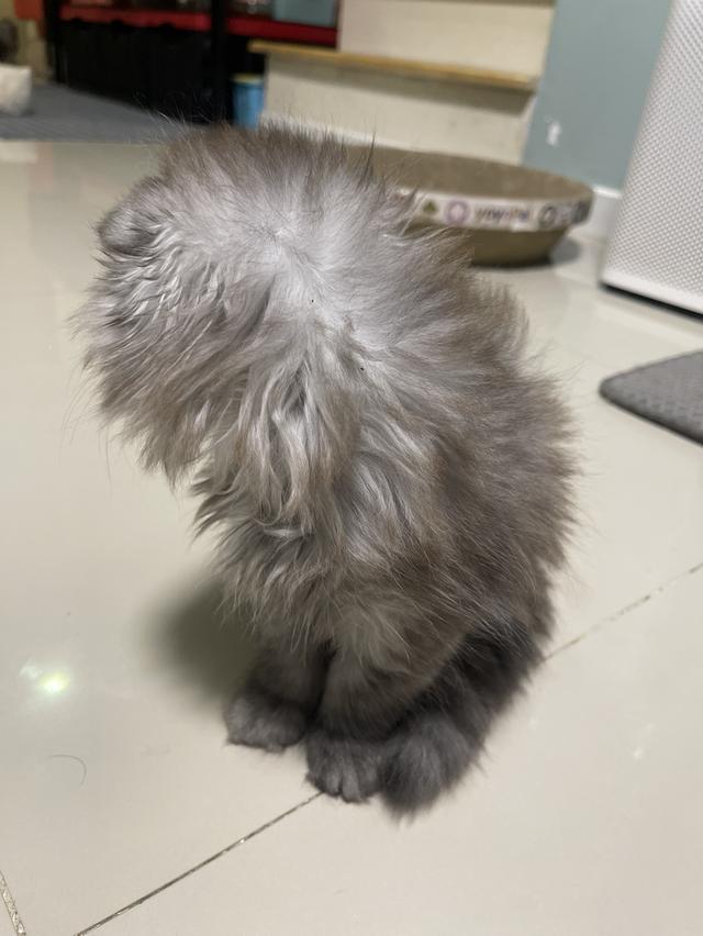 น้องแมวขี้อ้อนหูพับ(ชาย 2 เดือน)พร้อมย้าย 8