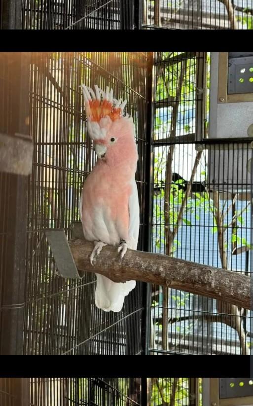 นกกระตั้วสีชมพู 3