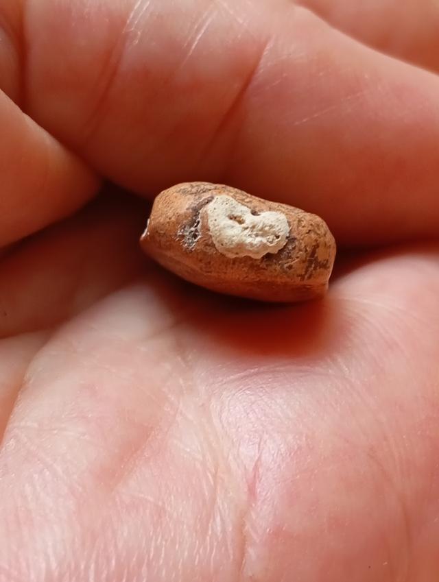 พระกรุเนื้อดิน ไม่ทราบหลวงพ่อ รูปย่อยที่ 3