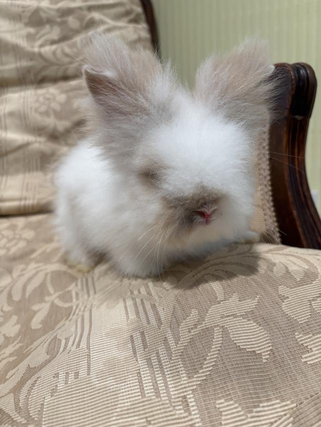 Teddy Bear Rabbit