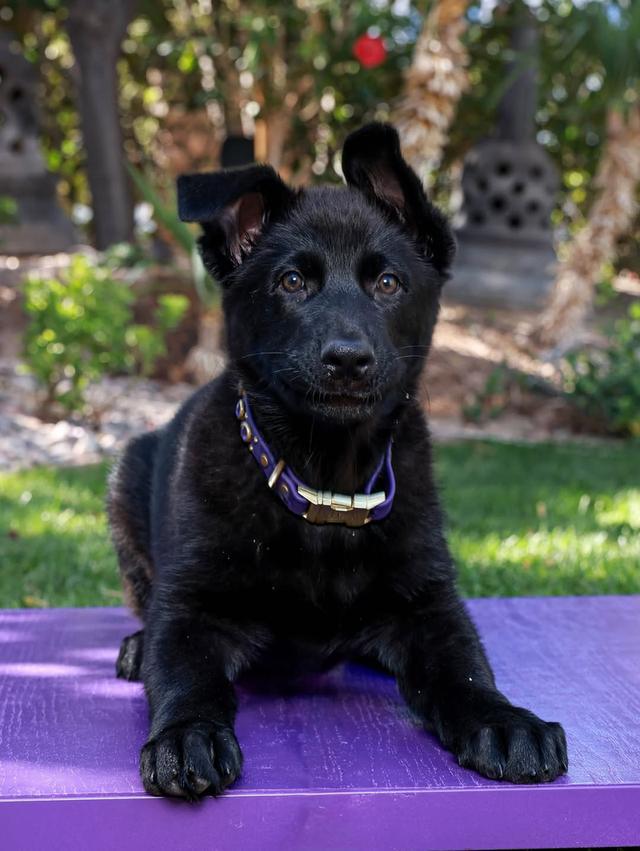 German Shepherd Puppies  WhatsApp me : +66 63 826 3042 รูปที่ 2