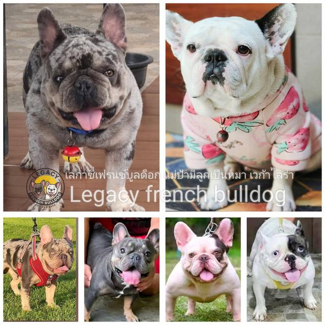 Harley, Exotic French Bulldog, black merle, rare color 19