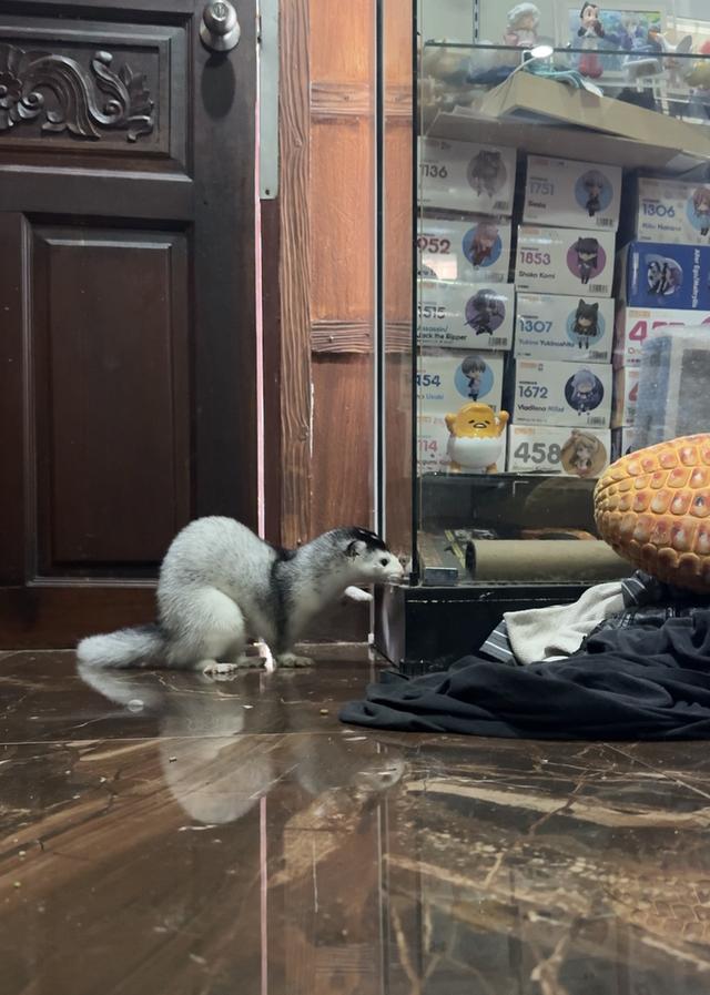 มิ้งค์ สีSnow silver เพศผู้ 6เดือน 5