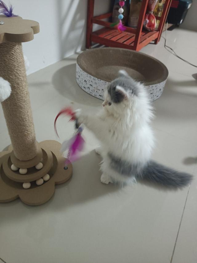 ลูกแมวเปอร์เซียน่ารักอายุ2เดือน