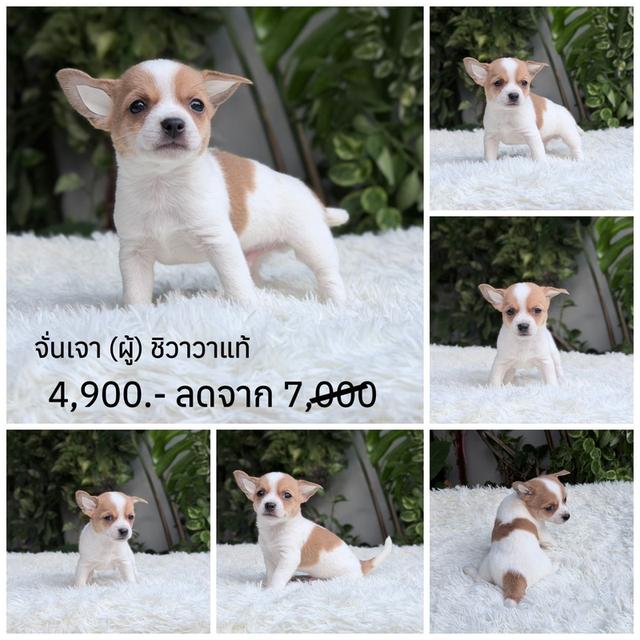 ชิวาวาแท้ ขนสั้น พร้อมย้ายบ้าน รูปที่ 2