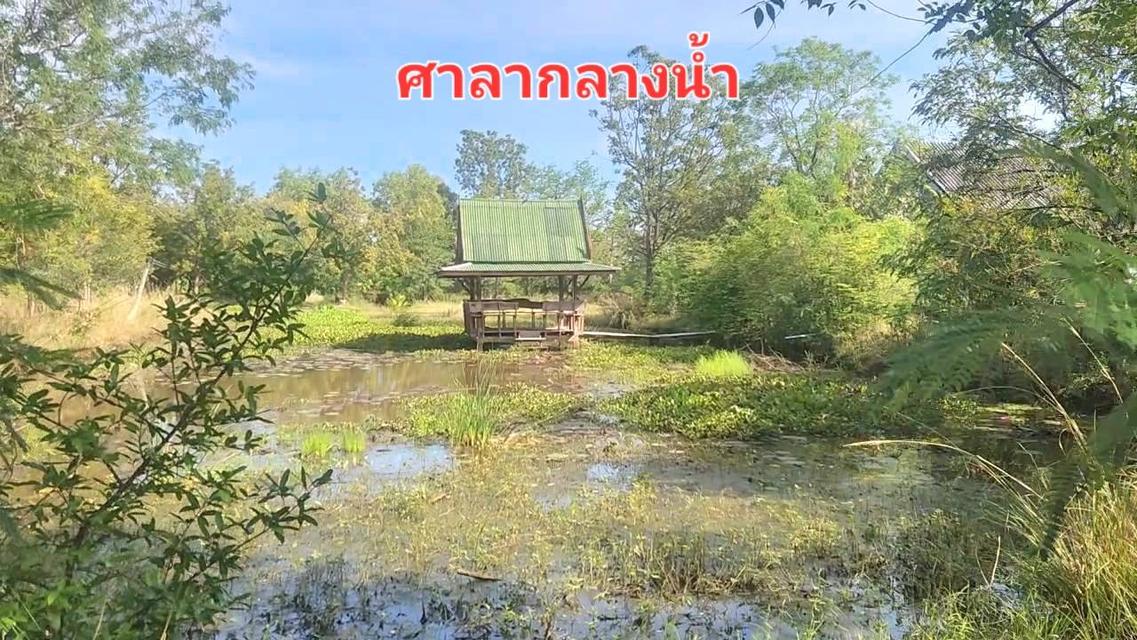 ขายที่สวน มีโฉนด อยู่ใกล้ถนนหลัก อ.ดอนเจดีย์  จ.สุพรรณบุรี 6