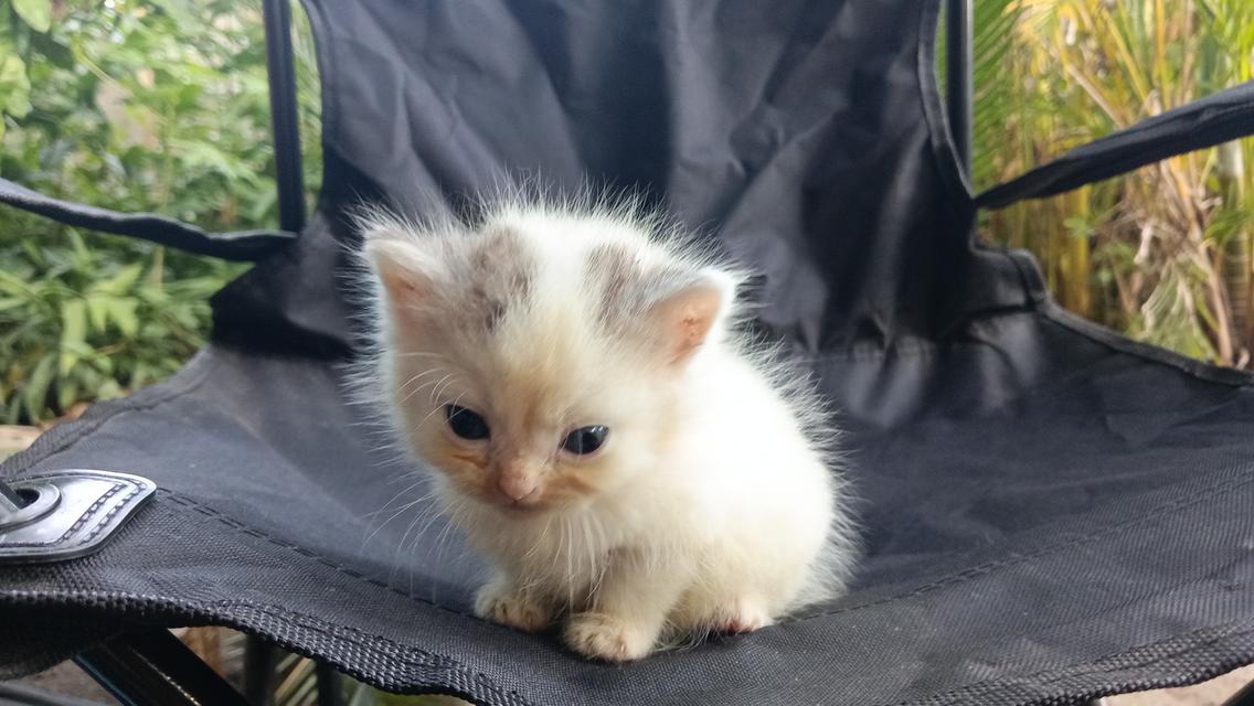 สก๊อตติสเพศผู้เพศเมีย 6