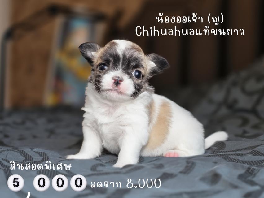 ชิวาวาขนสั้นพันธุ์แท้หน้าสั้น3สาวน้อยน่ารักพร้อมย้ายบ้านมีส่งเก็บปลายทางได้ครับ รูปที่ 7
