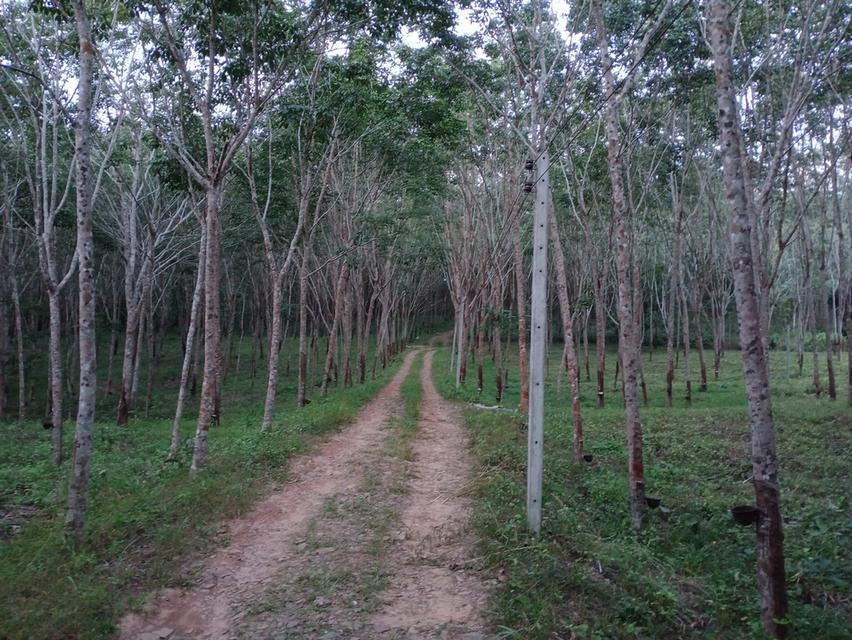 ที่ดิน อ.โป่งน้ำร้อน จ.จันทบุรี 9