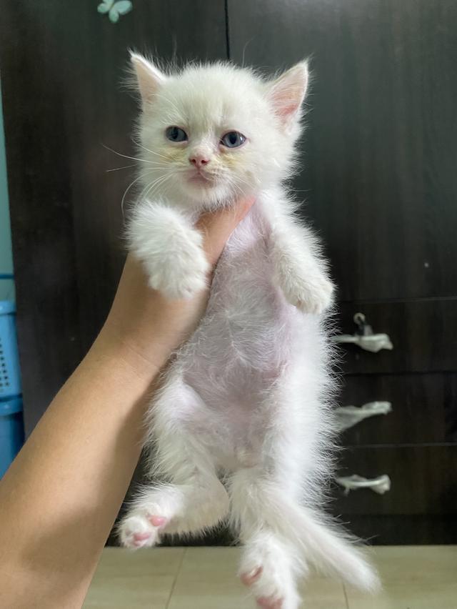 สก็อตติช ว่างแค่นี้แล้วนะคะ 4