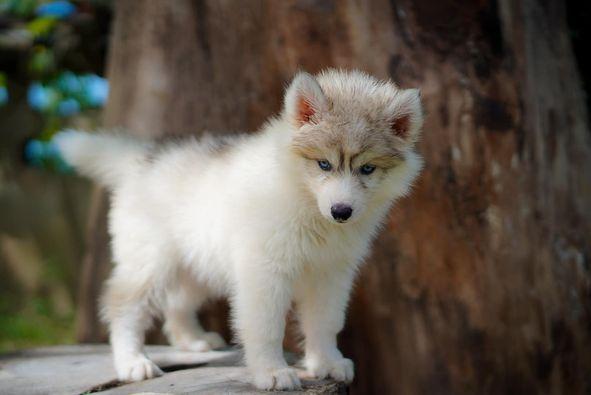 Siberian husky 3