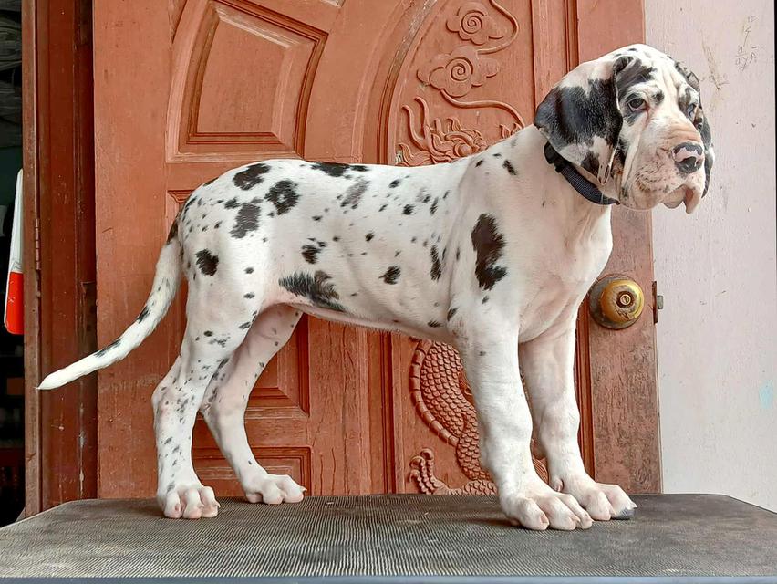 Beautiful HLQ female Great dane 