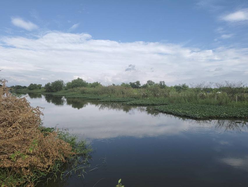 😮แม่เจ้า..เกือบไร่ครึ่งไม่ถึงล้าน ที่ดินโฉนดติดคลอง14 เจ้าของขายเอง!!! 11