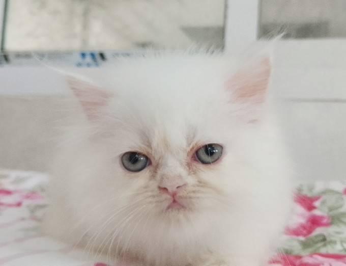 แมวเปอร์เซียเซียน่ารักมากเมีย พระรามสอง เทียนทะเล20 รูปที่ 4