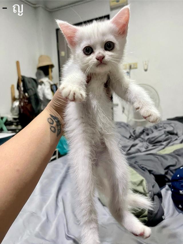 ลูกแมว สก็อตติช เปอร์เซีย รูปที่ 6