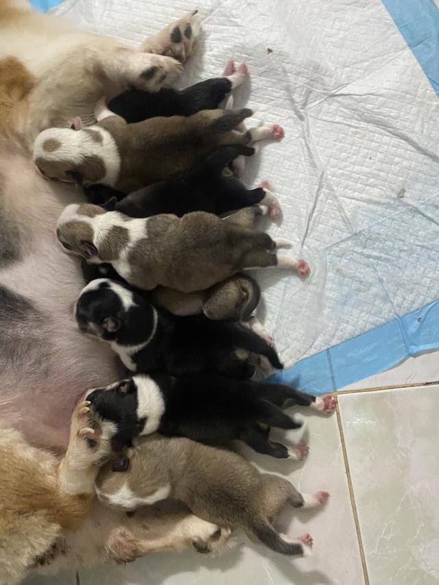 คอร์กี้