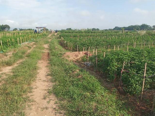 จากใจคนขายถึงใจผู้ซื้อ ที่สวยติดแม่น้ำน่าน น้ำใสไหลรินตลอดปี ต.ศรีภูมิ อ.ท่าวังผา จ.น่าน ขาย 800000 วิวดีสวยมาก 09688218 1