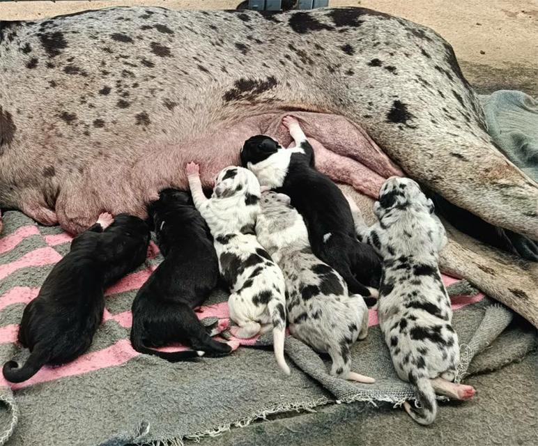 สุนัข เกรทเดน Greatdane รูปที่ 5