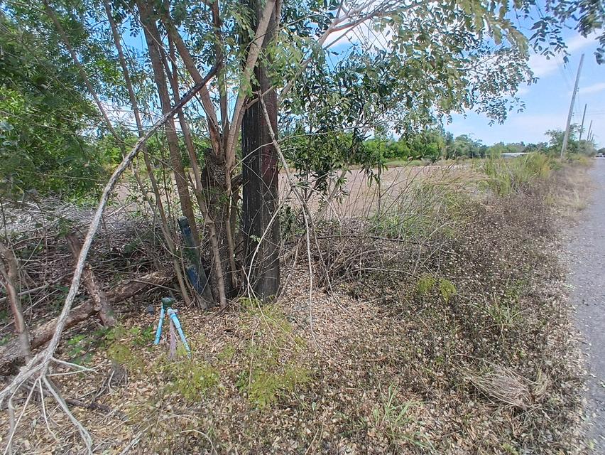 ขายที่ดิน 3 ไร่ คลอง12 ซอยสวนเกษตร2 ต.นพรัตน์ หนองเสือ ปทุมธานี 4