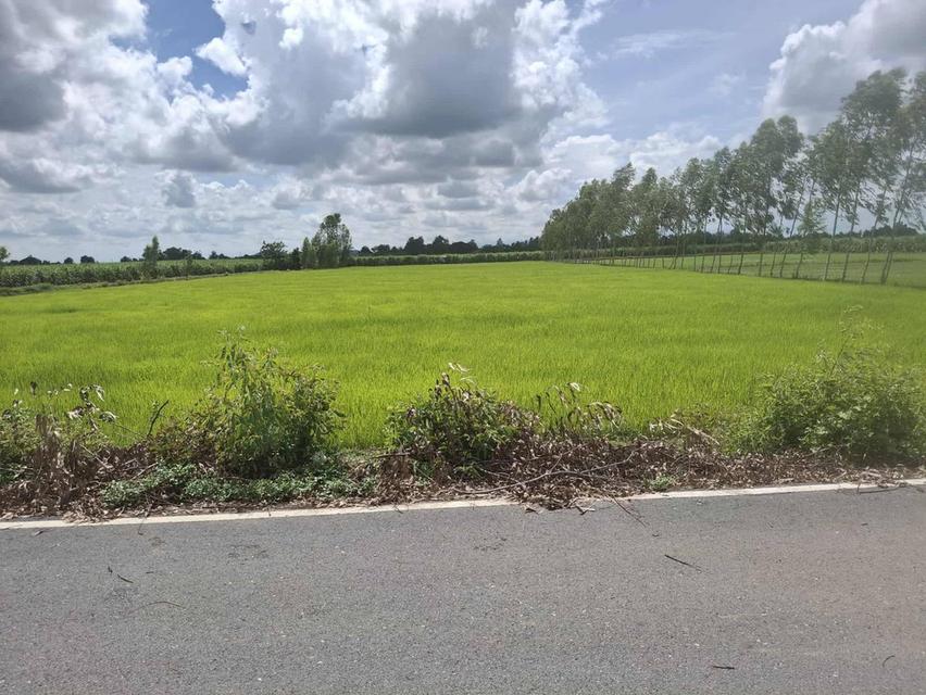 ที่ดินสุพรรณบุรี เดิมบางนางบวช ติดถนนลาดยาง 1
