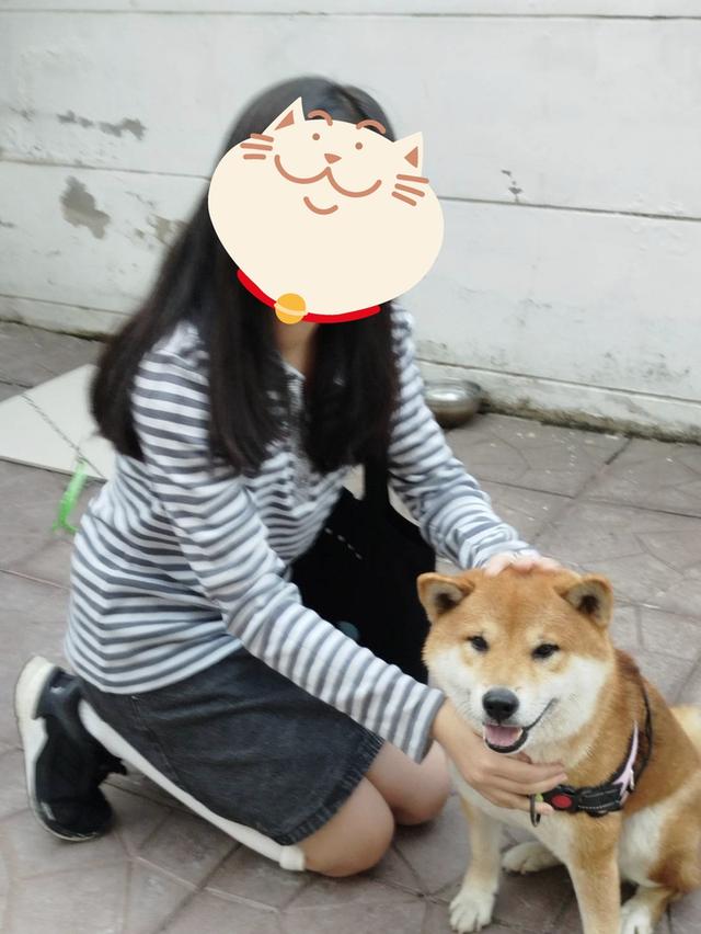 รับผสมพันธุ์ พ่อพันธุ์ชิบะ Shiba Inu ย่านหนองแขม บางบอน