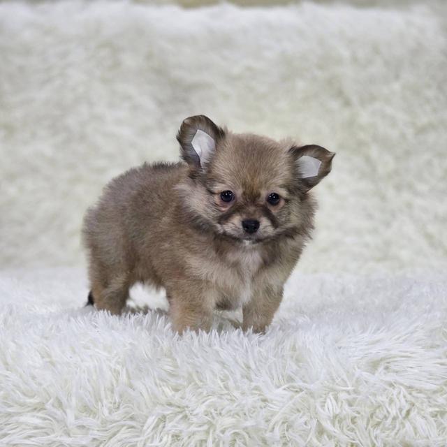 ชิวาวาแท้ ขนยาว เพศเมีย พร้อมย้ายบ้าน